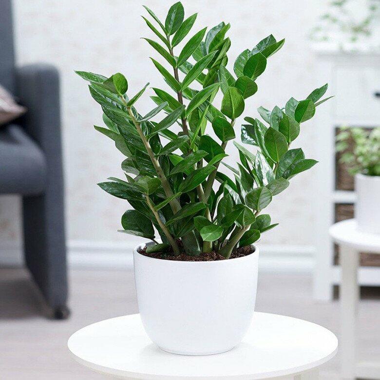 Cây Kim Tiền Hợp Mệnh Gì? Bài Trí Sao Cho Chiêu Tài Hút Lộc?