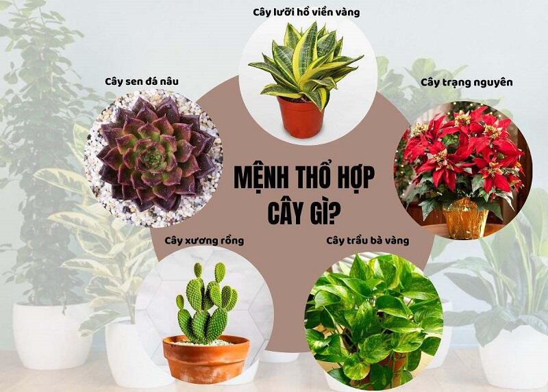 Người Mệnh Thổ Nên Trồng Cây Gì Trong Nhà Để Xua Đuổi Tà Khí, Rước Đón Tài Lộc?